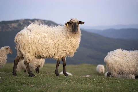 Sheeps pacing in the green fields of the basque country at sunset Stock Photos