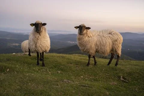 Sheeps pacing in the green fields of the basque country at sunset Stock Photos