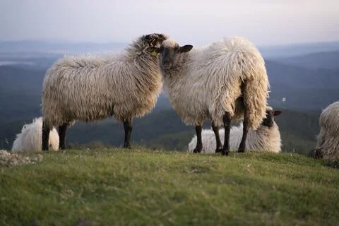 Sheeps pacing in the green fields of the basque country at sunset Stock Photos