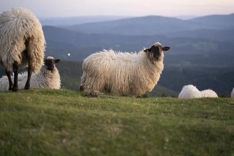 Sheeps pacing in the green fields of the basque country at sunset Stock Photos
