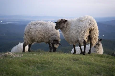 Sheeps pacing in the green fields of the basque country at sunset Stock Photos