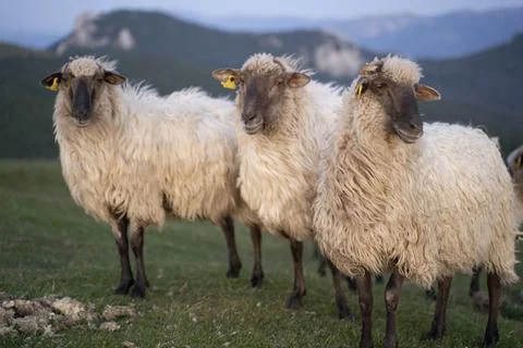 Sheeps pacing in the green fields of the basque country at sunset 写真素材