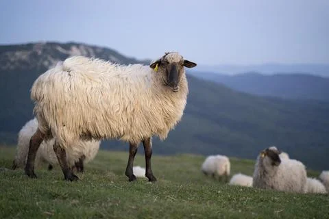 Sheeps pacing in the green fields of the basque country at sunset Stock Photos