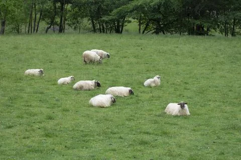 Sheeps pacing in the green fields of the basque coountry, spain Stock Photos