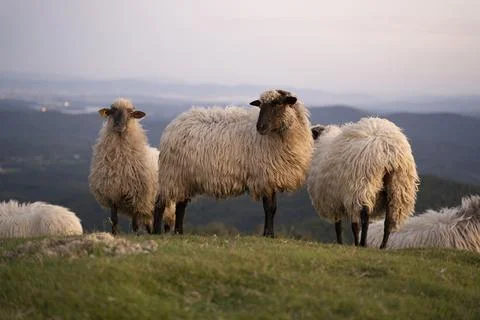Sheeps pacing in the green fields of the basque country at sunset Stock Photos