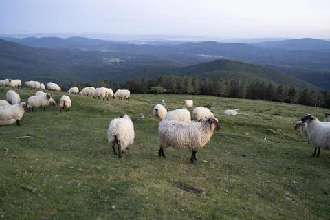 Sheeps pacing in the green fields of the basque country at sunset Stock Photos