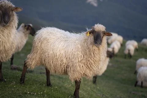 Sheeps pacing in the green fields of the basque country at sunset Stock Photos