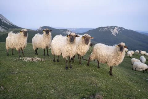 Sheeps pacing in the green fields of the basque country at sunset Stock Photos