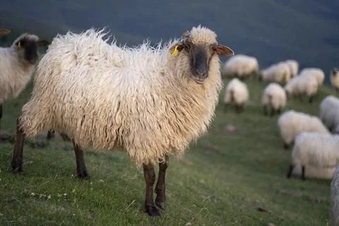 Sheeps pacing in the green fields of the basque country at sunset Stock Photos