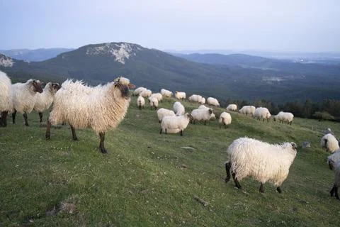 Sheeps pacing in the green fields of the basque country at sunset Stock Photos