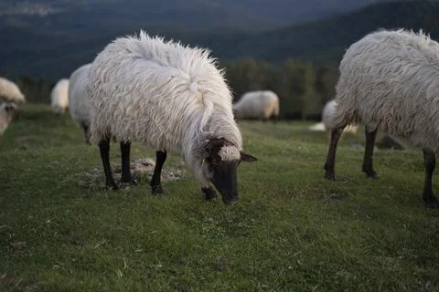 Sheeps pacing in the green fields of the basque country at sunset Stock Photos