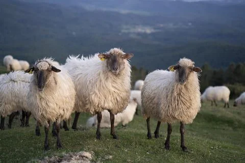 Sheeps pacing in the green fields of the basque country at sunset Stock Photos