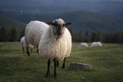 Sheeps pacing in the green fields of the basque country at sunset Stock Photos