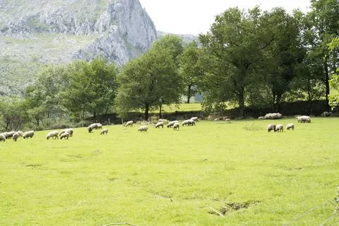 Sheeps pacing in the green fields of the basque coountry, spain Stock Photos
