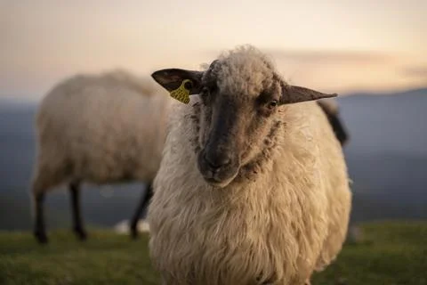 Sheeps pacing peacefully in the mountains of the Basque Country at sunset, Spain Stock Photos