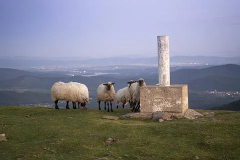 Sheeps pacing peacefully in the mountains of the Basque Country at sunset, Spain Stock Photos