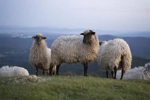 Sheeps pacing peacefully in the mountains of the Basque Country at sunset, Spain Stock Photos