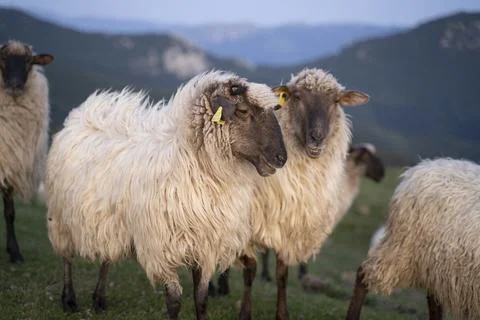 Sheeps pacing peacefully in the mountains of the Basque Country at sunset, Spain Stock Photos