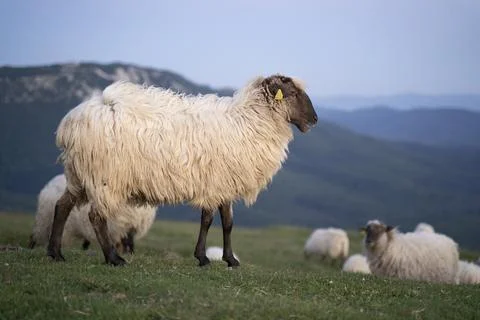 Sheeps pacing peacefully in the mountains of the Basque Country at sunset, Spain Stock Photos