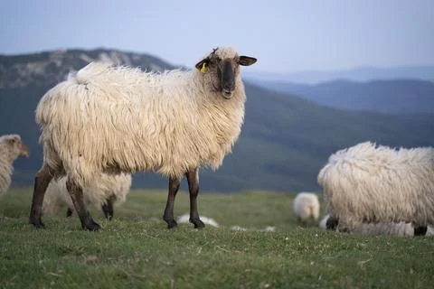 Sheeps pacing peacefully in the mountains of the Basque Country at sunset, Spain Stock Photos