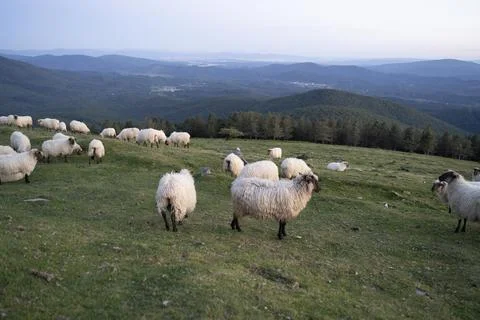 Sheeps pacing peacefully in the mountains of the Basque Country at sunset, Spain Stock Photos