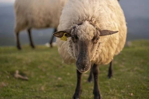 Sheeps pacing peacefully in the mountains of the Basque Country at sunset, Spain Stock Photos