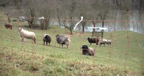 Sheeps pan right to flooded landscape 動画素材 147751147