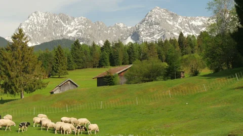 Sheeps on pasture in the Alps Stock Footage 39140995