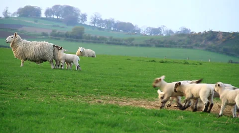 Sheeps to pasture Бесплатное стоковое видео 38600004