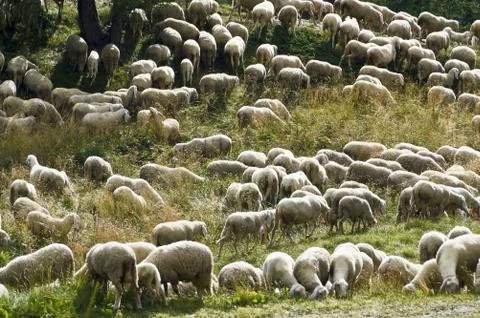 Sheeps at pasture Stock Photos
