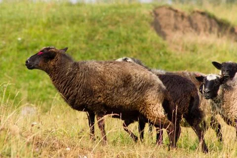 Sheeps on a pasture Stock Photos