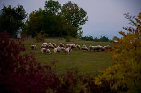 Sheeps on the pasture Stock Photos
