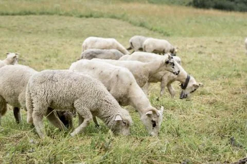 Sheeps on pasture Stock Photos