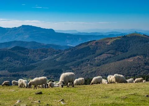 Sheeps pasturing in the mountains Stock Photos