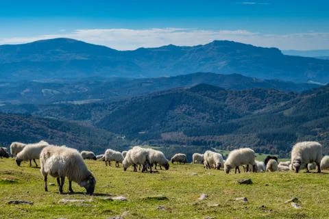 Sheeps pasturing in the mountains Stock Photos