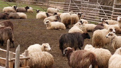 Sheeps in a pen for cattle. Herd of sheep eating. Stock Footage 75238203