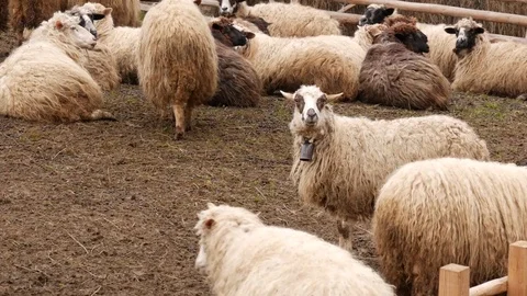 Sheeps in a pen for cattle. Herd of sheep eating. Stock Footage 75238211