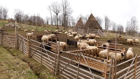 Sheeps in a pen for cattle. Herd of sheep eating. Stock Footage 75238235