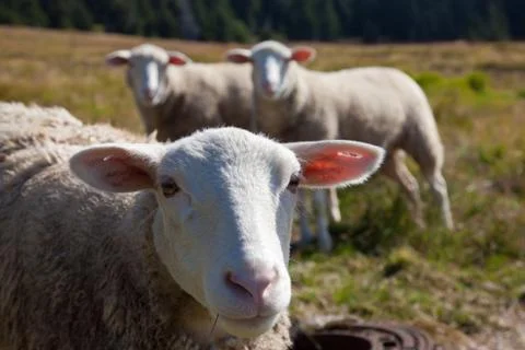 Sheeps Stock Photos