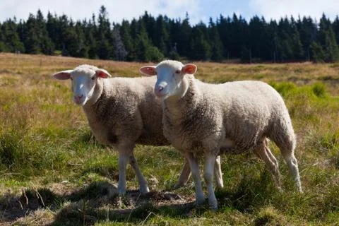 Sheeps Stock Photos