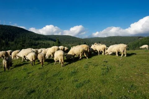 Sheeps Stock Photos