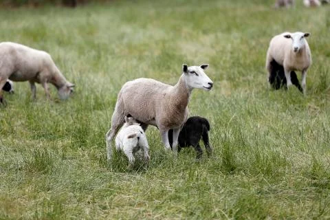 Sheeps Stock Photos