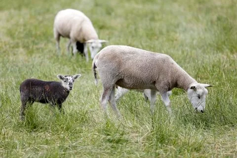 Sheeps Foto stock