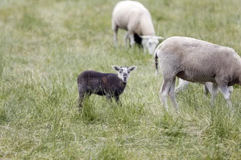 Sheeps Foto stock