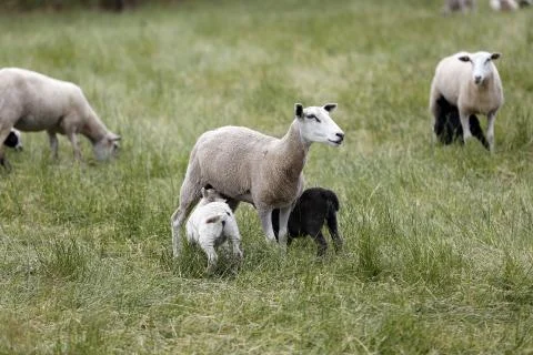 Sheeps Stock Photos