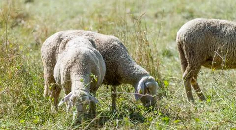 Sheeps Stock Photos