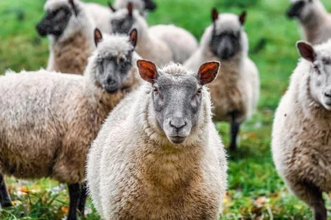 Sheeps Stock Photos