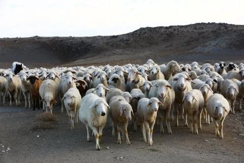 Sheeps Foto stock