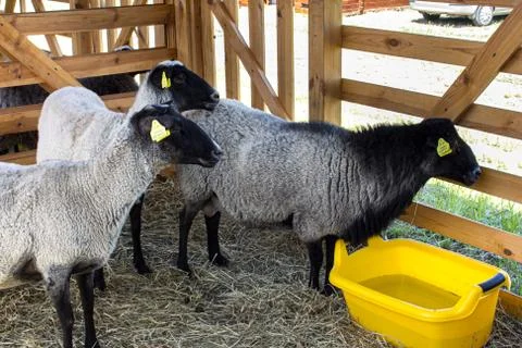 Sheeps Stock Photos
