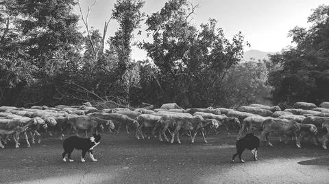 Sheeps Stock Photos